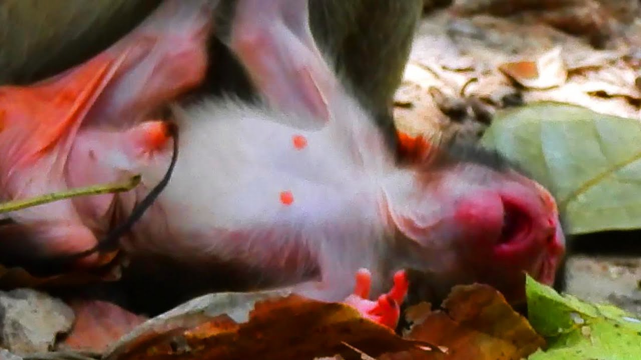 Omg! Newborn baby! it very hungry milk, New mother don't know!!! baby crying for milk!