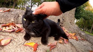 胸とお腹にキレイなエンジェルマークがある黒猫