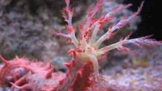 Pink Sea Cucumber