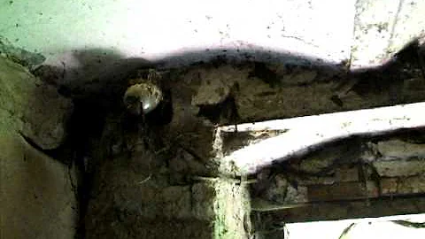 Kde se vlaštovka hnízdí?