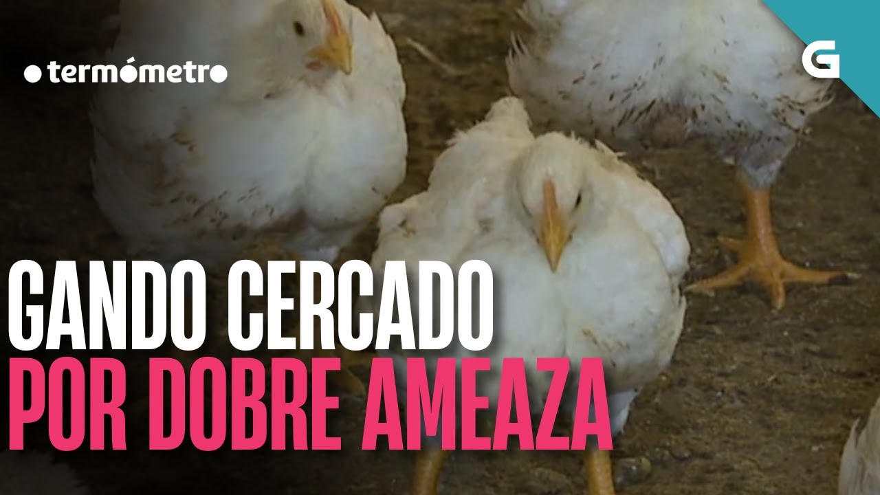 O GANDO, cercado por unha DOBRE AMEAZA | O TERMÓMETRO