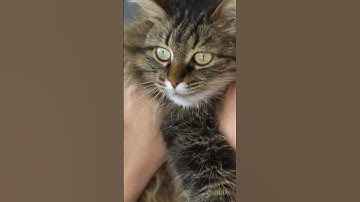 Unlocking Cat Communication: Fascinating Facts About Your Feline Friend! 🐾✨