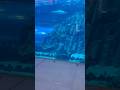 Dubai Aquarium 🐠😍 #Shorts #Dubai #Tending #Viral #Explore