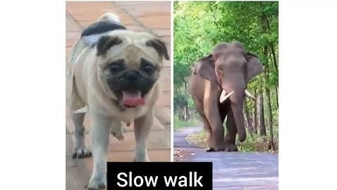 Elephant activity tracking using ML models