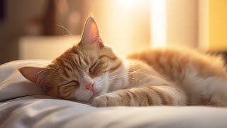 Music for Nervous Cats - Soothing Sleep Music, Deep Relaxation Music For Your Pet by Purrful Sounds 485 views 4 weeks ago 3 hours, 33 minutes