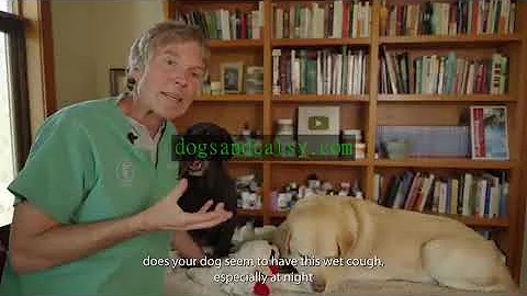 Don’t Miss These 7 Silent Health Issues In your Senior Dog