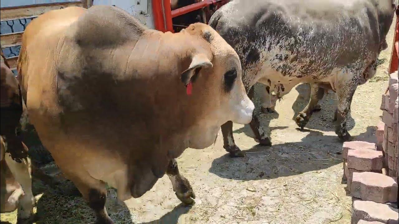 LLEGAMOS DE NUEVO LEÓN CON ESTOS ANIMALAZOS!! YouTube