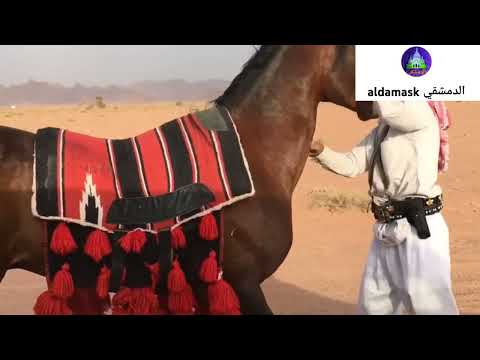 الخيل من خيالها اناشيد اسلامية
