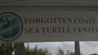 Gulf County presents: The tenth annual Forgotten Coast Sea Turtle Festival