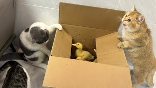 The kittens cooperated with each other and rescued the duckling wisely! cute animal videos