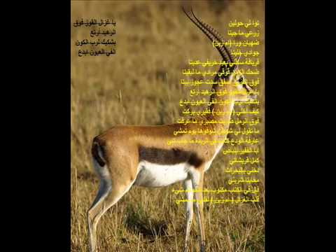 محمود عبدالعزيز غزال القوز