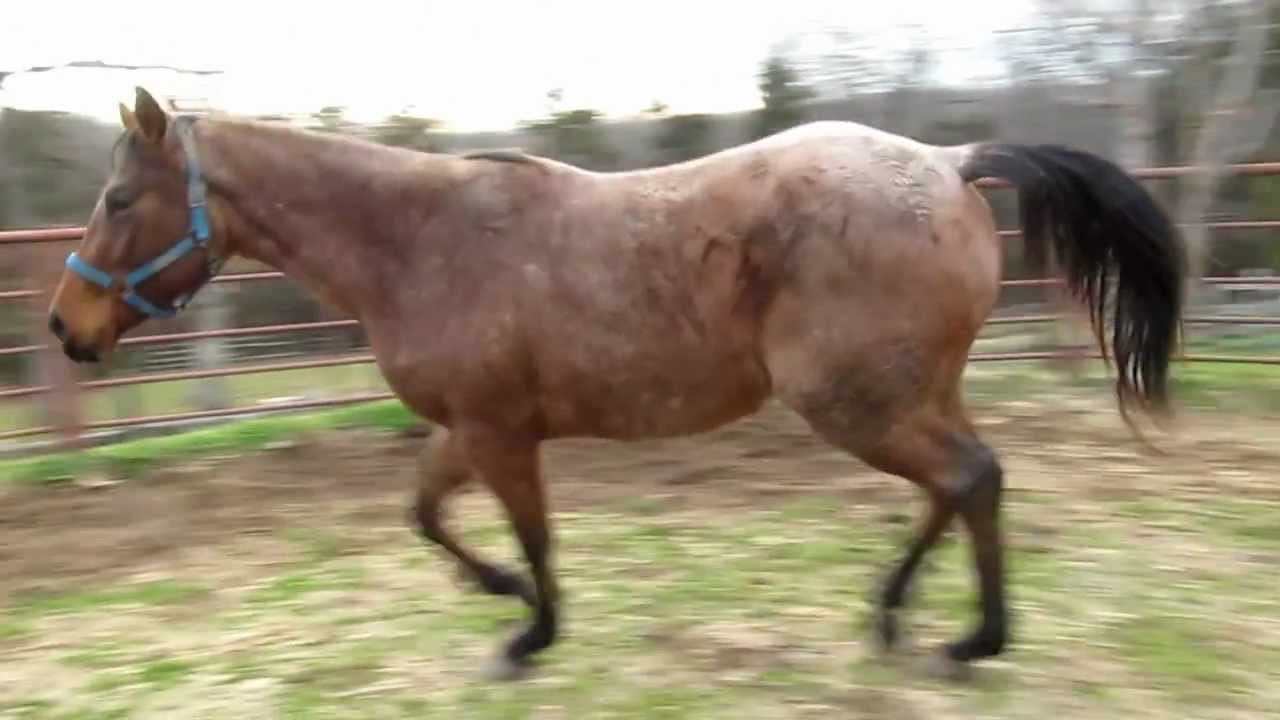 2010 Appendix Quarter Horse Filly Shesa Good Egg YouTube