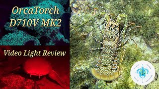 Orcatorch D710V Mk2 Video Light Unboxing Night Dive Review