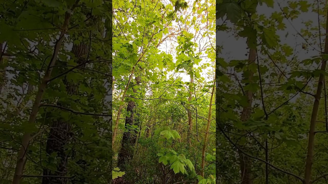 Ruhige Momente in der Natur Teil 1