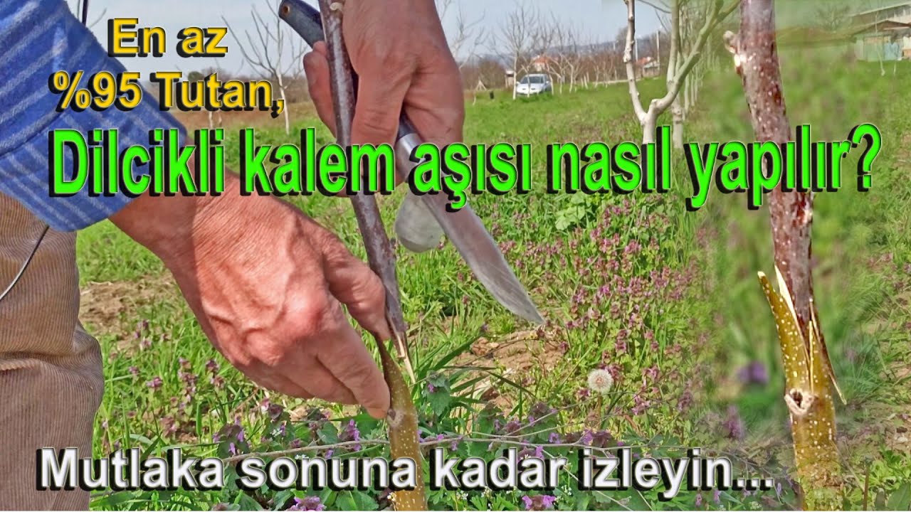En az %95 Tutan, Dilcikli kalem aşısı nasıl yapılır. Mutlaka sonuna kadar izleyin...