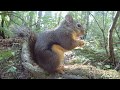 Friendly Squirrels Eating Animal Whispering ASMR