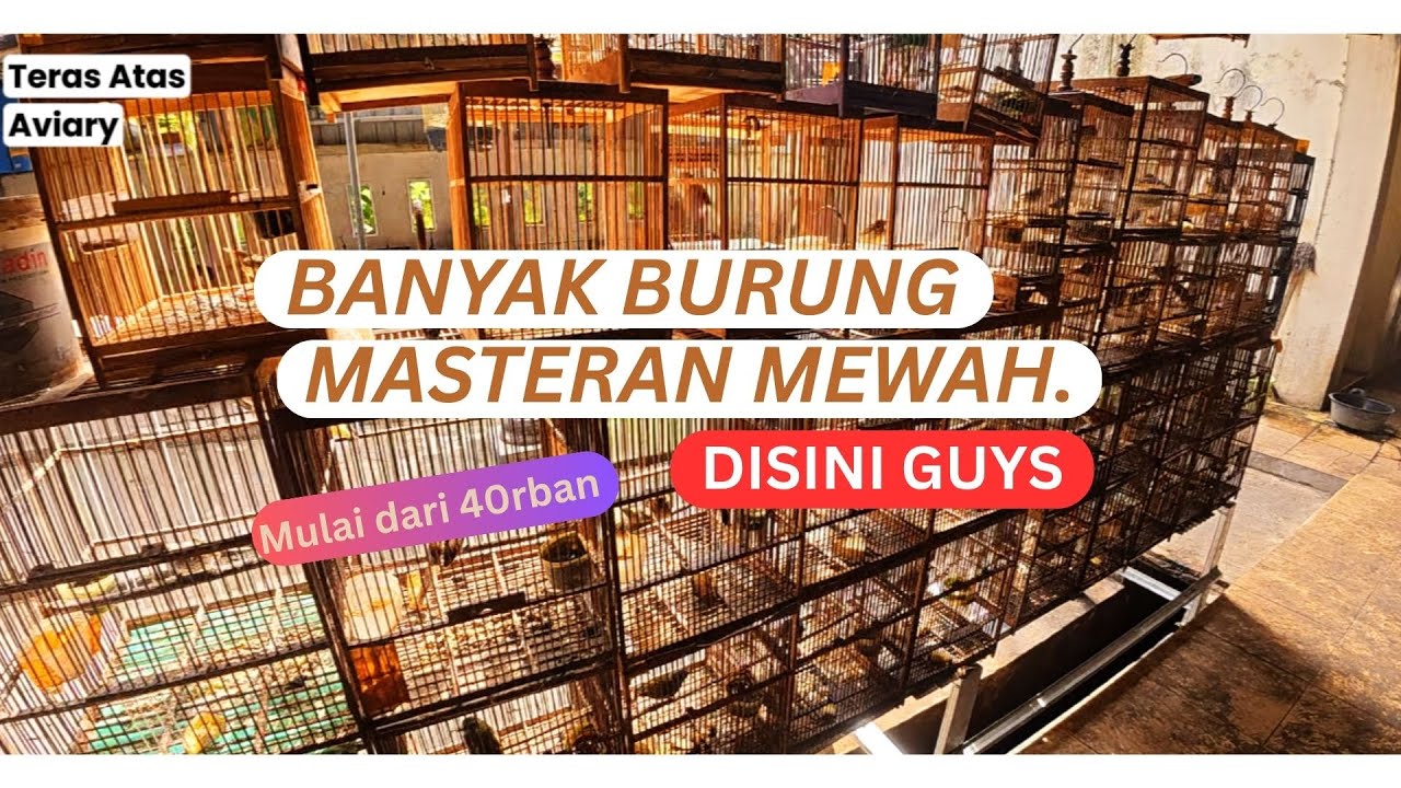 Harga & Stock Burung Terbaru di Pasar Depok Solo (Kios 84-85) Bulan Agustus 2025