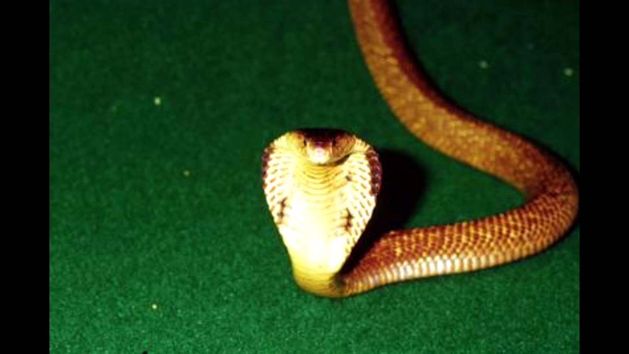 (FREE) DaBaby x Blueface Type Beat "Cobra" (prod. @nemodontmove) 2020