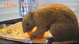 Squirrel loves to eat orange