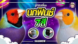 นกฟินซ์ 7สี เลี้ยง่ายน่ารัก  Gouldian Finch รู้ก่อนเลี้ยง