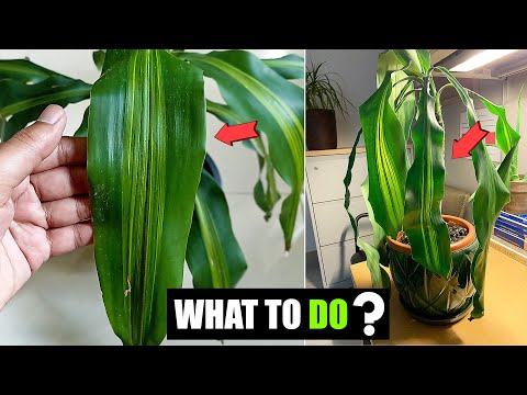 Video: Min Dracaena tappar löv – orsaker till att löv faller av Dracaena-växter