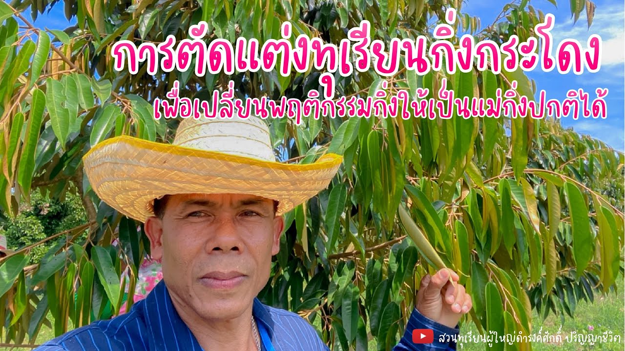 การตัดแต่งทุเรียนกิ่งกระโดง เพื่อเปลี่ยนพฤติกรรมกิ่งให้เป็นแม่กิ่งปกติได้ | EP.24
