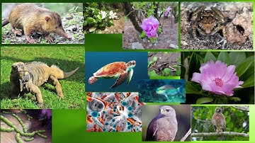 Escuela de Biología - Práctica de Biología Básica Núm.8