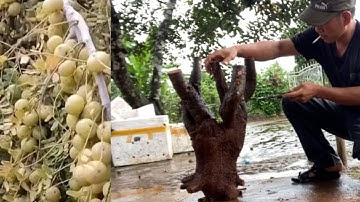 Tập 488/bứng gốc me quả tròn dáng khá tự nhiên