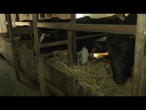 Суточный надой от одной коровы в хозяйстве нурлатцев Галимовых  в среднем около 20 литров