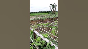Weeding in Pointed Gourd Field #shorts