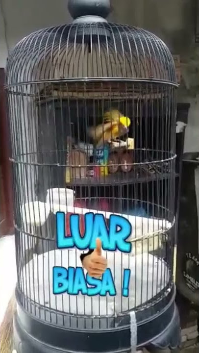 Manyar jambul kepala emas isian lovebird kenari gereja anti stres