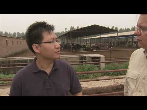 "Journey of the Corn" - Part 4 - Huaxia Dairy Farm...