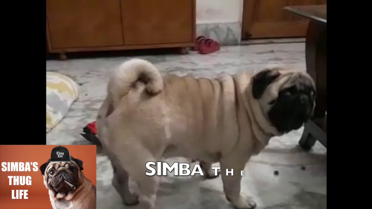 PUG DOG STEALING FOOD | SIMBA'S PUG LIFE | THE INDIAN THUG PUG DOG | FUNNY CUTE PUG DOG VIDEO 2020