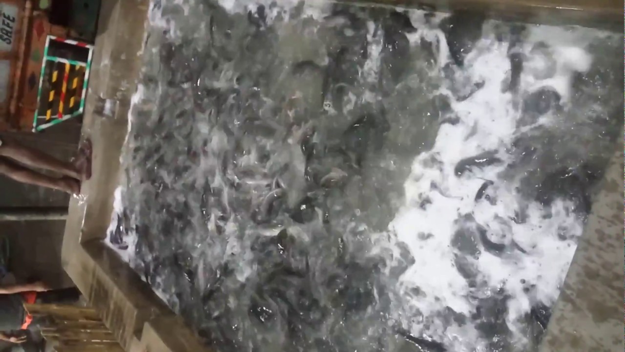 HOW TO CAT FISH UNLOAD LP TRUCK TO TANKI END OF TIME YouTube