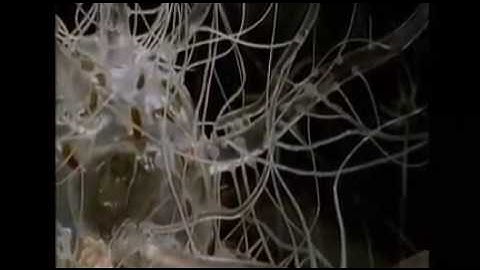 HenryMarkram-Brain-Neuro Cortex Column