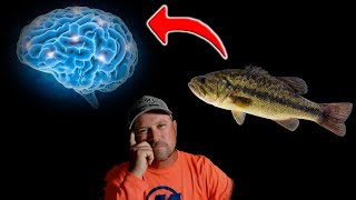 If you could Ask a Bass 1 Question what would it be? Q&A Ep 3
I have often wondered if bass could talk what would I ask them? It would be hard to choose one question this is why I am going live to here a lot of questions from other bass fishing anglers.
Address to send baits
406 Briarcliff Cir Lynchburg VA 24502
My sons custom made swimbait heads DM me on Instagram
https://www.instagram.com/daviddudleyfish/?hl=en
My Favorite sunglasses
https://amzn.to/2NJUPDV
My Favorite Summer Time Rain Suit
Bibs = https://amzn.to/37guDbY
Jacket= https://amzn.to/2v2EAvh
My Favorite Winter Time Rain Suit
Jacket = https://amzn.to/2RE9dPu
Bibs = https://amzn.to/2RfpATy
My Favorite Combo Rod And Reel
https://amzn.to/38wfqUv
My Favorite Shaky Head
https://amzn.to/3au6GQo
My Favorite Neko Kit
https://amzn.to/2uoL1bC
My Bladed Jig
Treeshakertackle.com
My Camera
https://amzn.to/2sqarFq
My Lens
https://amzn.to/30oizCP
Lens adapter
https://amzn.to/2tVZ3S9
My Camera
https://amzn.to/2sqarFq
My Lens
https://amzn.to/30oizCP
Lens adapter
https://amzn.to/2tVZ3S9
#MajorLeagueFishing
#Alabama
#BassFishing If you could Ask a Bass 1 Question what would it be? Q&A Ep 3