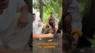 Sahabat Sejati Terungkap Di Saatsaat Sulit monyet Bertangan Satu Xingxing monyet Mou
