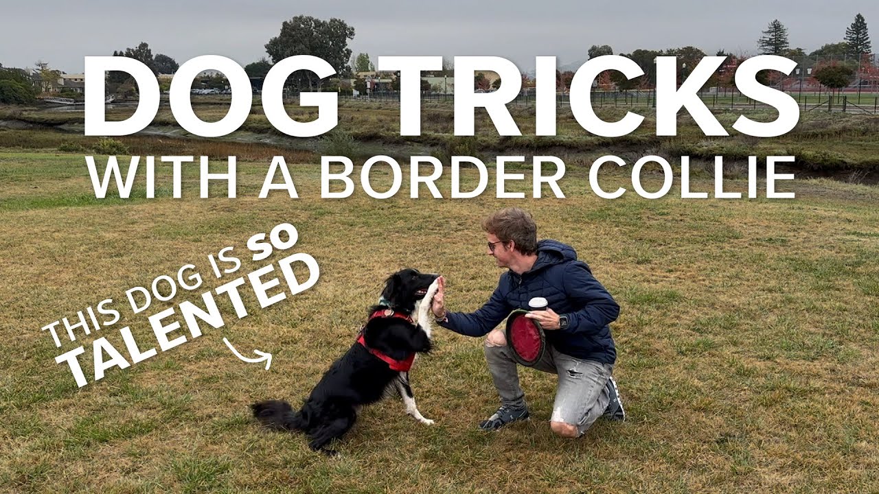 Dog Tricks List dog-tricks-list