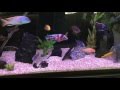 Organizing your aquarium cabinet Organizing your aquarium cabinet