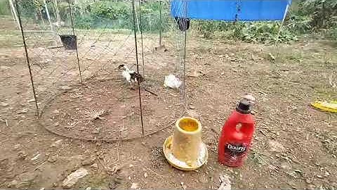 qhia tshuaj zoo qaib thiab o tuag aws zoo thib 1 ຢາດີໄກ່, ເປັດຕາຍຮ່າ ອັນດັບ 1