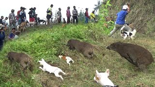 GAK ADA OBAT !!! LOKASI BERBURU BABI PALING VIRAL MINGGU INI || BURU BUKIT TERATAI