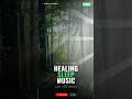 Healing Sleep Music 🌙 Cedar Forest BGM #Shorts