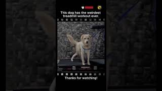 Dog Walks on a Treadmill Using Only His Back Legs  #viral