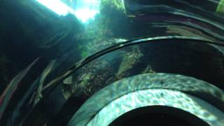 California science center- ecosystems- kelp forest in zone