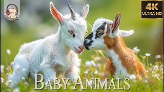 Baby Animals  Amazing World Of Young Animals | 4K Relaxation Film(60FPS) & Rain Sound