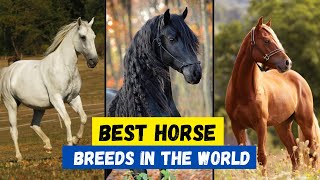 Top 10 Best Horse Breeds in the World