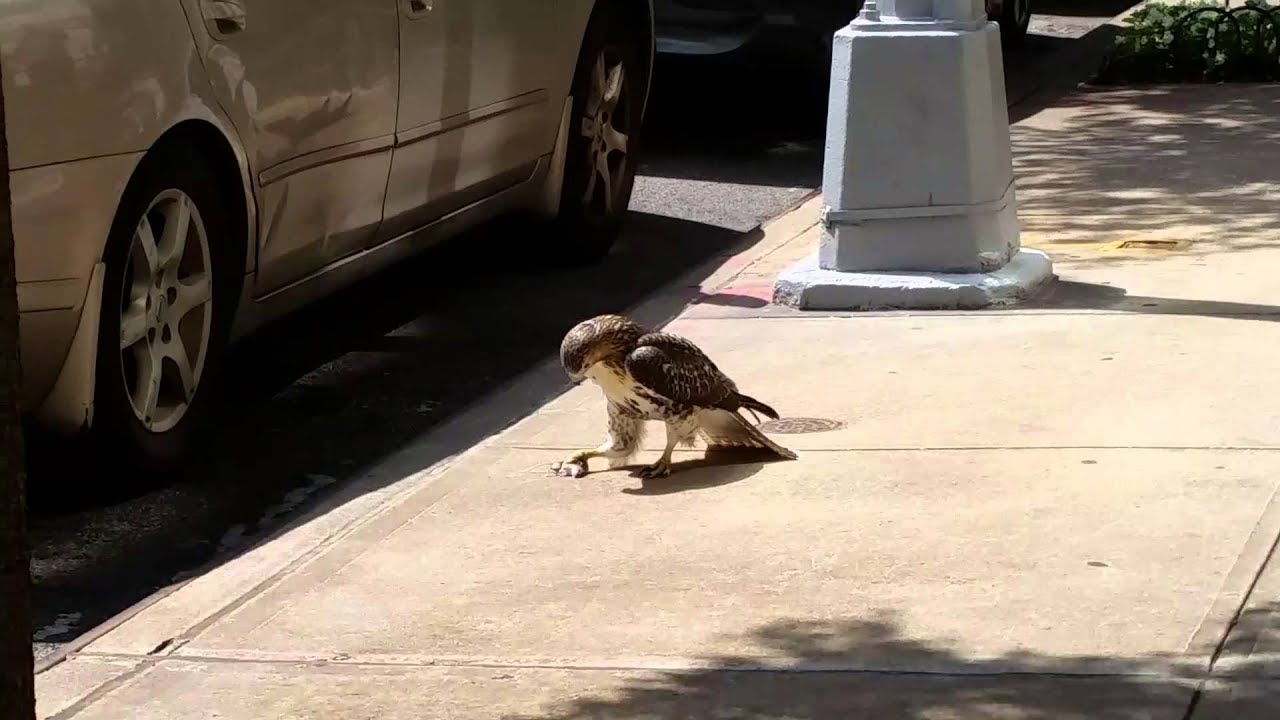 Implacável: garça devora rato gigantesco em duas goladas