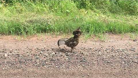 Ruffed Grouse Vocalizations