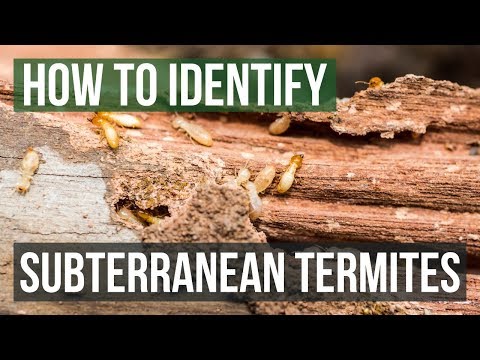 How to Tell If You Have Termites