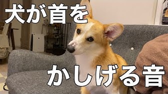 犬が首をかしげる音 Youtube 犬が首をかしげる音 Youtube
